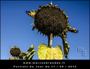 Portrait-du-Jour-2012-09-17